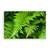 Tablou Canvas - Natura, Frunza, Marime: 40 x 60 cm - - Roveli