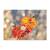Tablou Canvas - Momente Septembrie, Fluture, Insecta, Rosu, Toamna, 60 x 80 cm - - Roveli