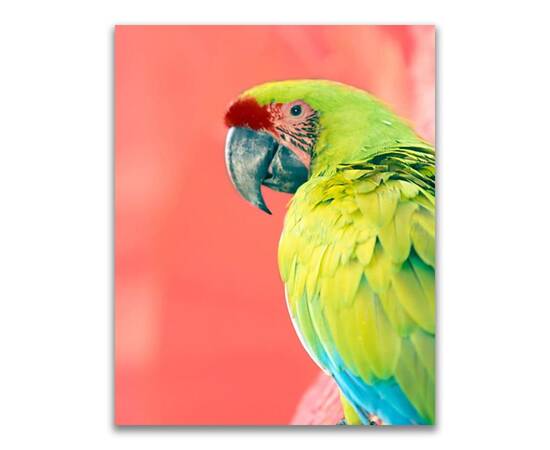 Roveli - Tablou Canvas - Animal, Pasare, Papagal, Verde-
