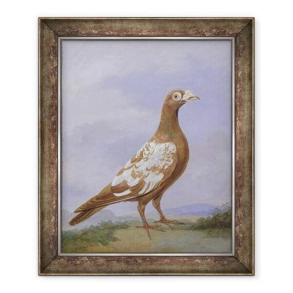 Tablou inramat - D. Wolstenholme the Younger - Porumbelul Rosu Pied - - Roveli