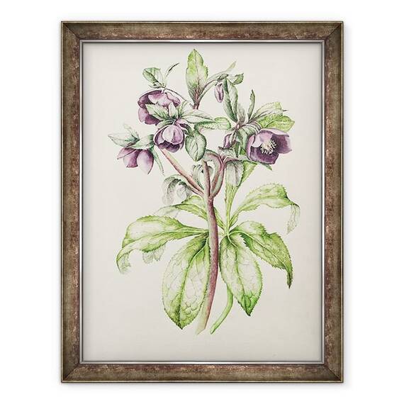 Tablou inramat - Alison Cooper - Helleborus Orientalis de Helen Ballard - - Roveli