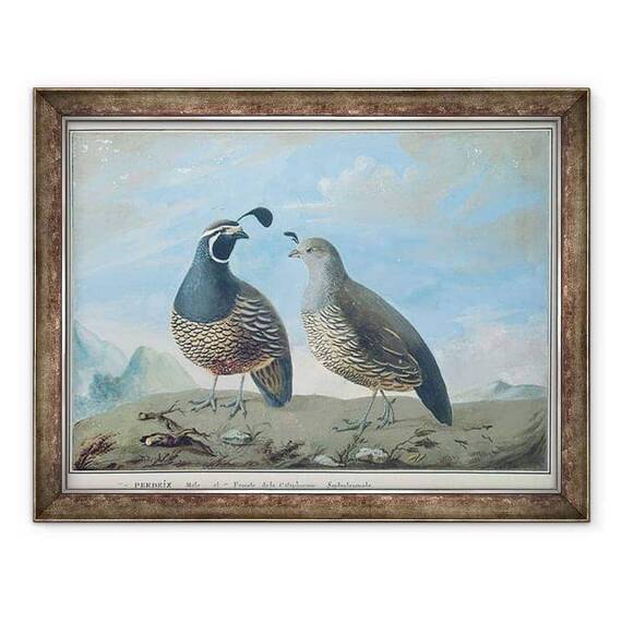 Tablou inramat - J.R Prevost - Barbat si Femeie Partridge californian - - Roveli