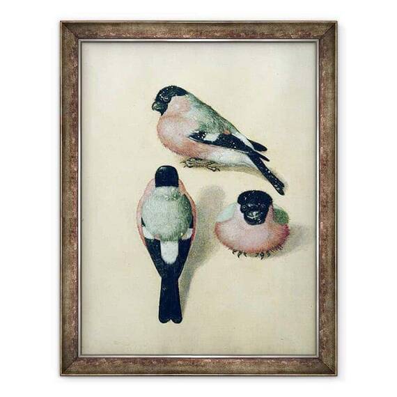 Tablou inramat - Albrecht Durer - Trei studii ale unui bullfinch - - Roveli