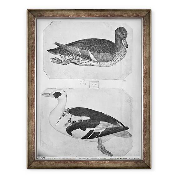 Tablou inramat - Antonio Pisanello - Ducks, de pe albumul Vallardi stilou - - Roveli