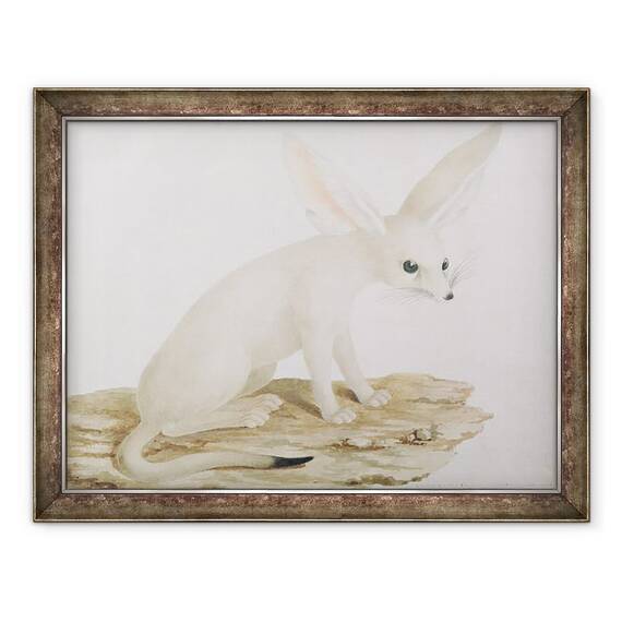 Tablou inramat - James Bruce - Fennec nr. 3 Originalul ilustratiei in \ - - Roveli