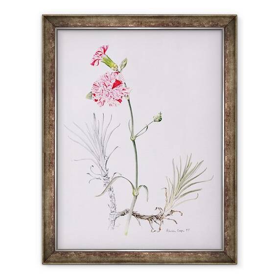 Tablou inramat - Alison Cooper - Varietate veche de Dianthus - - Roveli