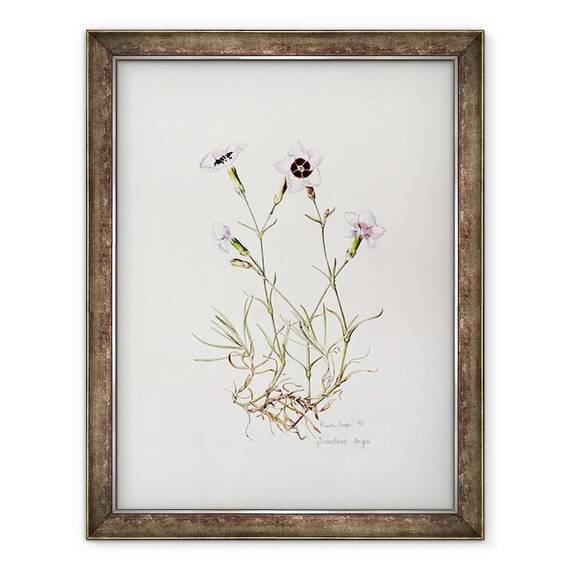 Tablou inramat - Alison Cooper - Dianthus Argus - - Roveli