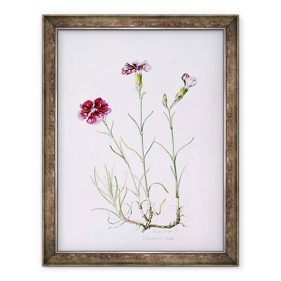 Tablou inramat - Alison Cooper - Dianthus Speranta - - Roveli