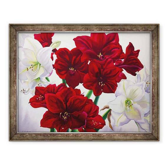 Tablou inramat - Christopher Ryland - Amaryllis rosu si alb - - Roveli