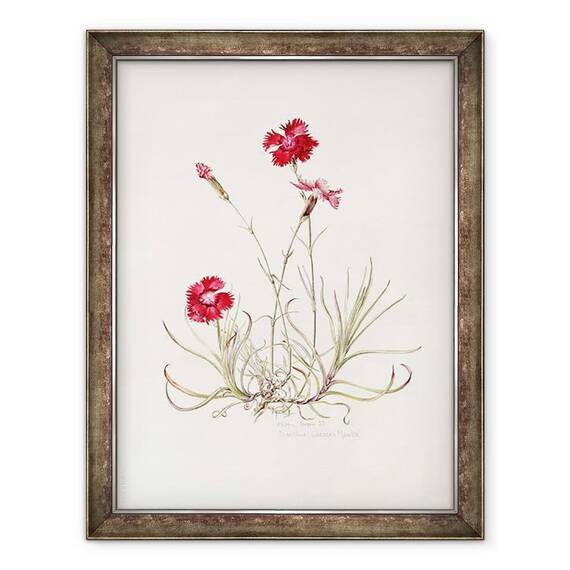 Tablou inramat - Alison Cooper - Mantaua lui Dianthus Cezar - - Roveli