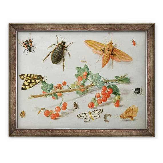 Tablou inramat - Jan van Kessel the Elder - O crenguta de coacaze rosii cu o molie de soim elefant, o molie cotofana si alte insecte - - Roveli