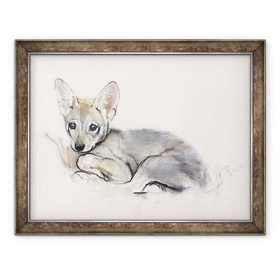 Tablou inramat - Mark Adlington - Pup Lup Arabian Curled - - Roveli