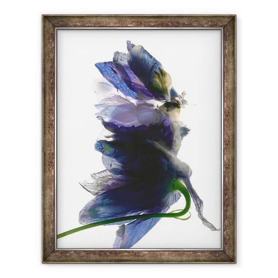 Tablou inramat - Julia McLemore - Dansul Delphinium, 2009 - - Roveli