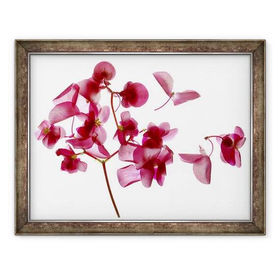 Tablou inramat - Julia McLemore - Begonia roz I - - Roveli