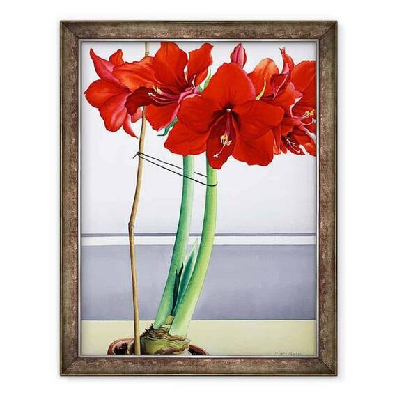 Tablou inramat - Christopher Ryland - Amaryllis rosu 2 - - Roveli
