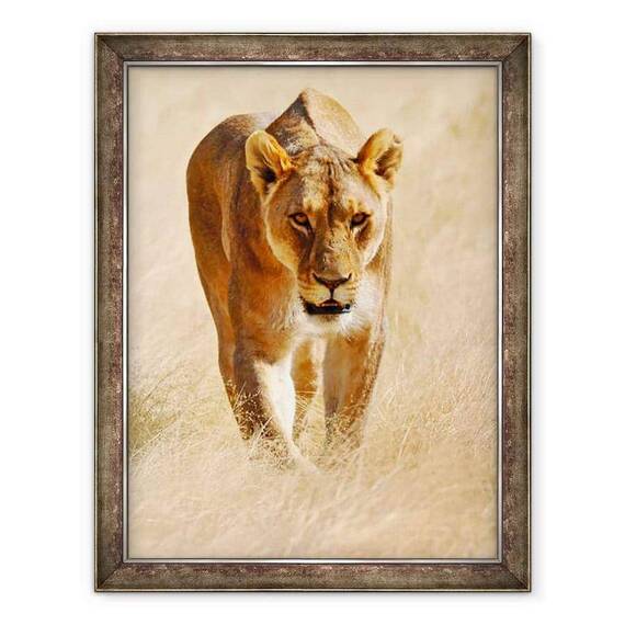 Tablou inramat - Eric Meyer - Huntress, Etosha - - Roveli