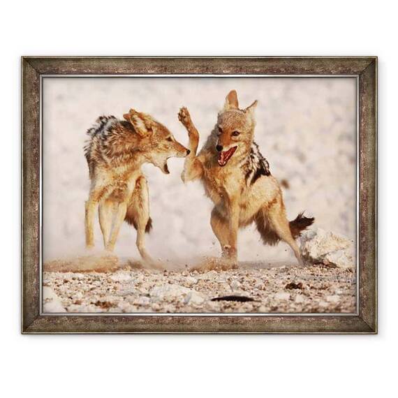 Tablou inramat - Eric Meyer - sacali sparring, Etosha, 2018 - - Roveli
