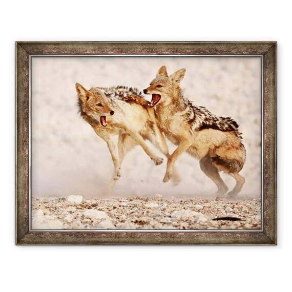 Tablou inramat - Eric Meyer - Sacali Sparring 2, Etosha, 2018 - - Roveli