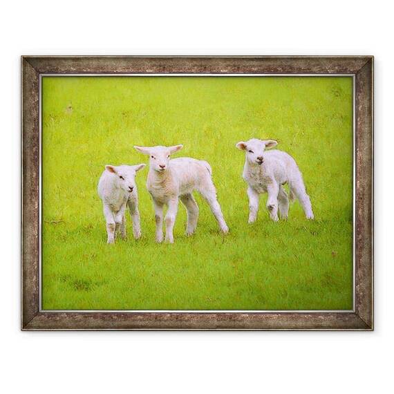 Tablou inramat - Helen White - Scallywags, 2018 - - Roveli