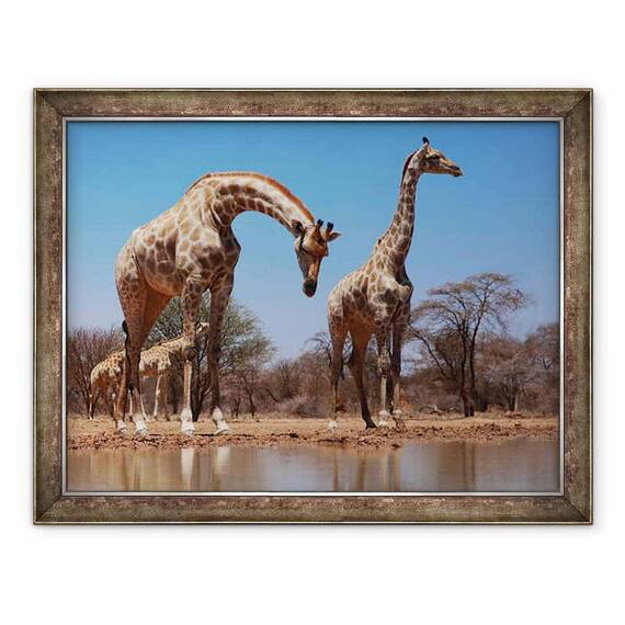 Tablou inramat - Eric Meyer - Girafe de Sud, 2019 - - Roveli