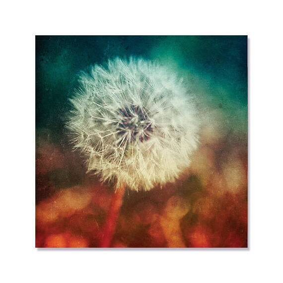 Tablou Canvas - Dandelion II, Floare, Alb, Maro - - Roveli
