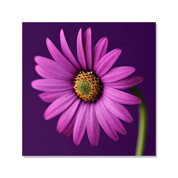 Tablou Canvas - Floare, Mov, Gherbera, Marime: 60 x 60 cm - - Roveli