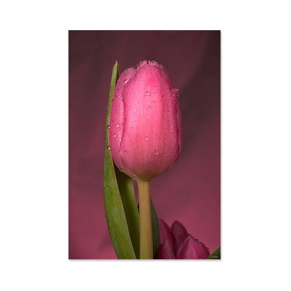 Tablou Canvas - Lalea, Floare, Roz, Marime: 60 x 90 cm - - Roveli
