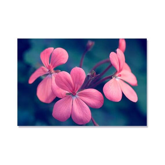 Tablou Canvas - Mesajul florilor, Roz, Plante, Marime: 80 x 120 cm - - Roveli
