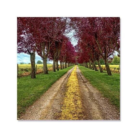 Tablou Canvas - Apropiere, Drum, Copaci, Natura - - Roveli