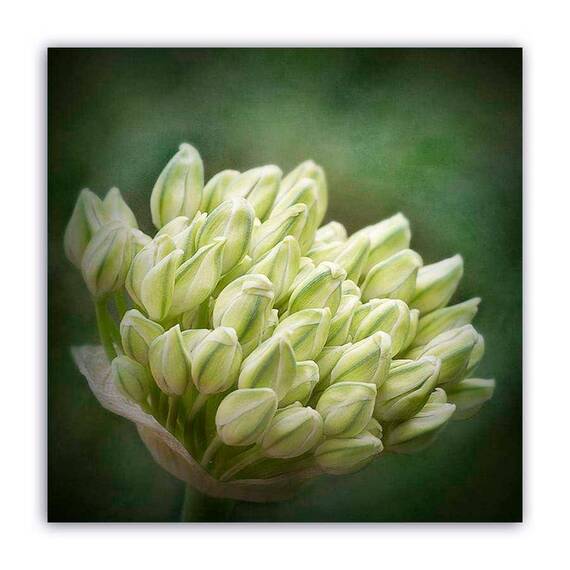 Tablou Canvas - Floral, Lalele, Buchet, Marime: 60 x 60 cm - - Roveli