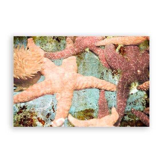 Tablou Canvas - Stea de Mare, Margean, Ocean, Marime: 80 x 120 cm - - Roveli