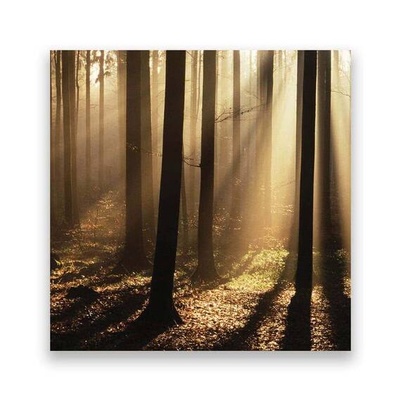 Tablou Canvas - Copaci, Soare, Padure - - Roveli
