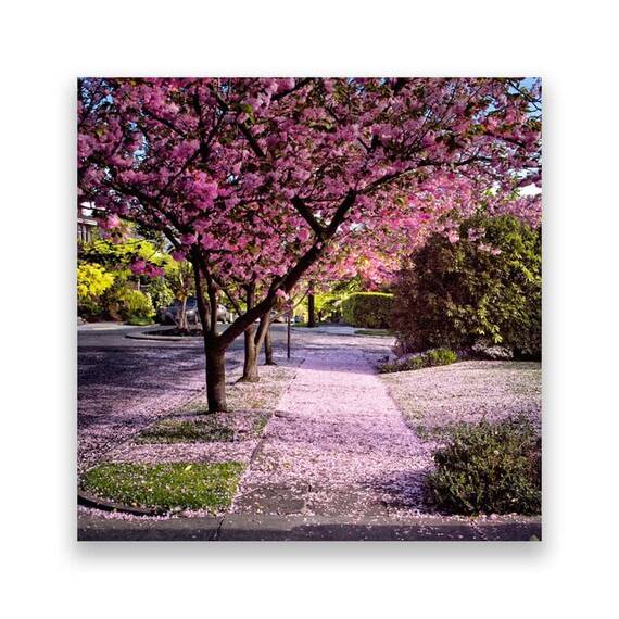 Tablou Canvas - Strada, Flori de Cirese, Copaci, Marime: 60 x 60 cm - - Roveli