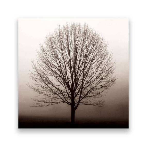 Tablou Canvas - Copac, Uscat, Monochrom - - Roveli