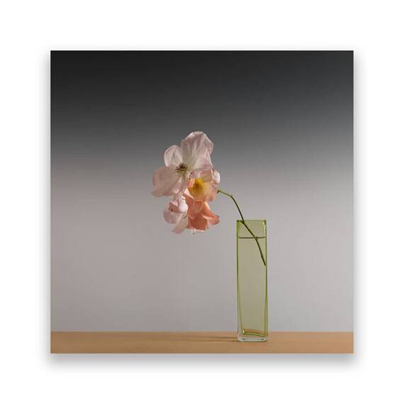 Tablou Canvas - Orhidee, Alb, Vaza, Marime: 60 x 60 cm - - Roveli