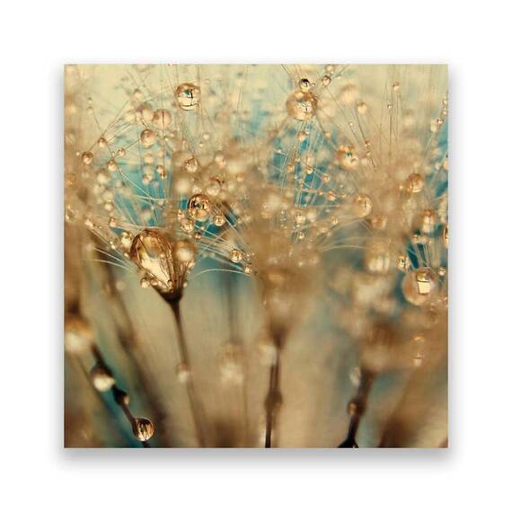 Tablou Canvas -Floral, Picaturi, Dimineata, Marime: 60 x 60 cm - - Roveli