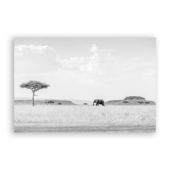 Tablou Canvas - Elefant II, Africa, Natura, Peisaj, Animal, Marime: 80 x 120 cm - - Roveli