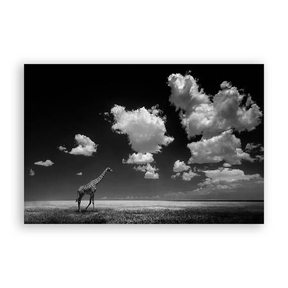 Tablou Canvas - Girafa, Africa, Natura, Peisaj, Animal, Marime: 80 x 120 cm - - Roveli