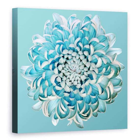Tablou Canvas - Crizantema Albastra, Marime: 90 x 90 cm - - Roveli