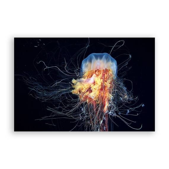 Tablou Canvas -  Meduza, Animal, Mare - - Roveli