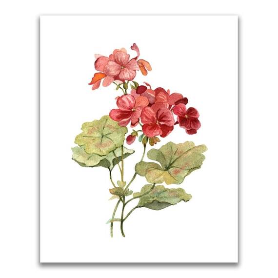 Tablou Canvas - Flori, Floare, Muscata, Primavara, Rosu, Marime: 60 x 75 cm - - Roveli
