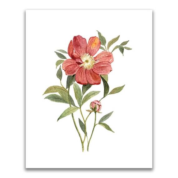 Tablou Canvas - Flori, Floare, Bujor, Primavara, Rosu - - Roveli