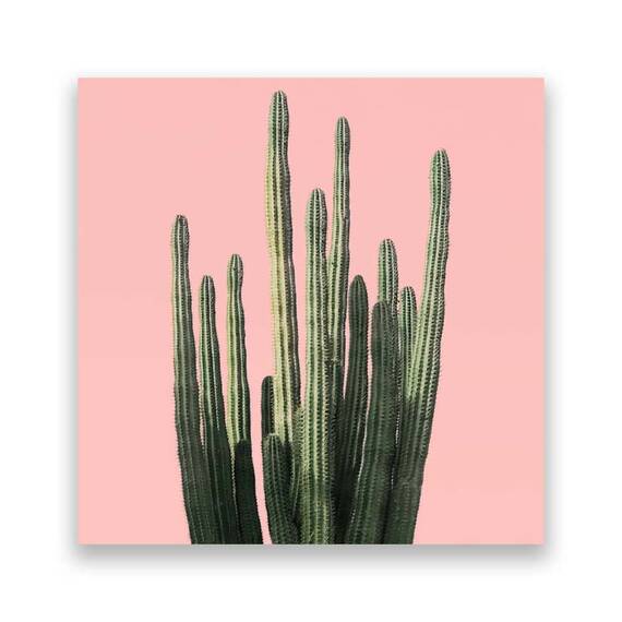 Tablou Canvas - Natura, Plante, Cactus, Verde - - Roveli