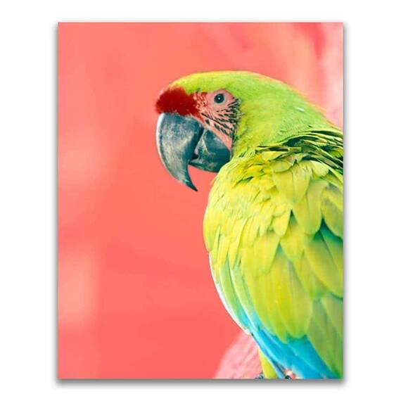 Tablou Canvas - Animal, Pasare, Papagal, Verde - - Roveli