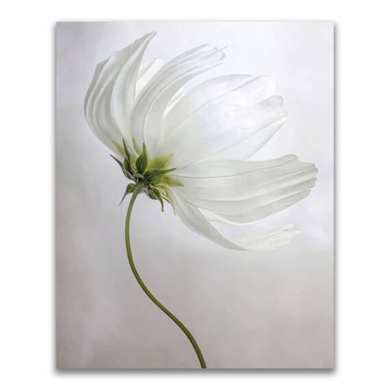 Tablou Canvas - Flori, Floare, Primavara, Alb, Marime: 60 x 75 cm - - Roveli