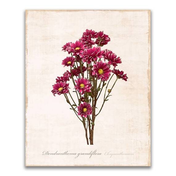 Tablou Canvas - Flori, Floare, Crizanteme, Primavara, Ciclam - - Roveli