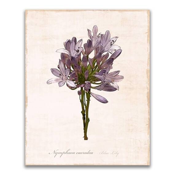 Tablou Canvas - Flori, Floare, Primavara, Mov, Marime: 60 x 75 cm - - Roveli