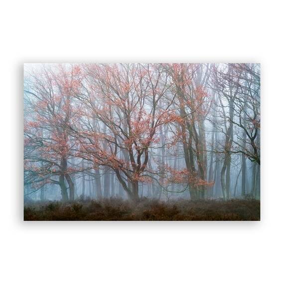 Tablou Canvas - Peisaj, Natura, Toamna, Padure, Frunze - - Roveli