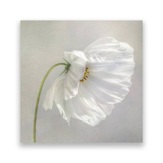 Tablou Canvas - Floral, Flori de maci, Pictura, Alb - - Roveli