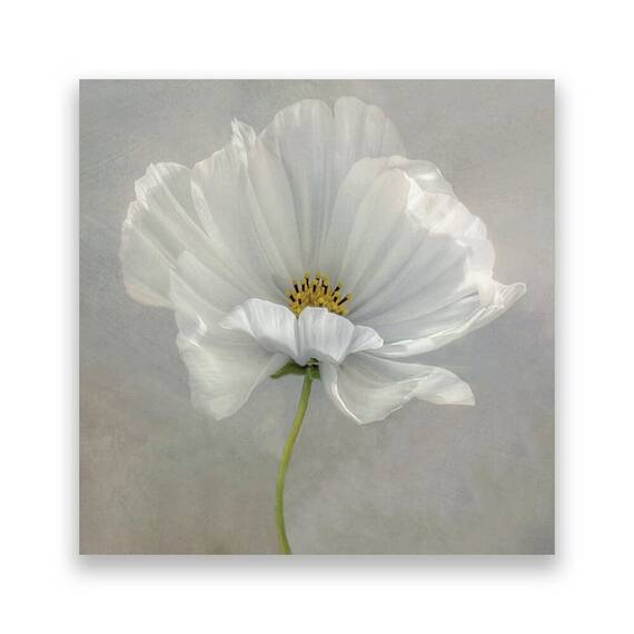 Tablou Canvas - Floral, Flori, Flori de maci, Pictura, Alb - - Roveli